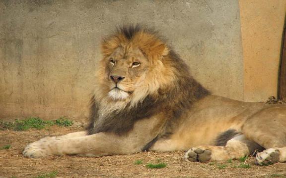 At The Zoo