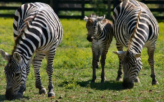 At The Zoo