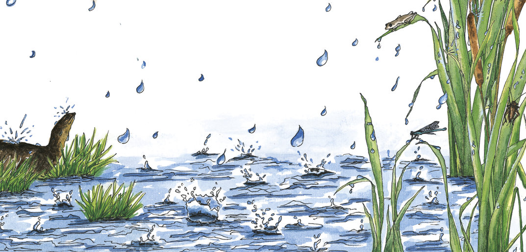 Wildlife In A City Pond