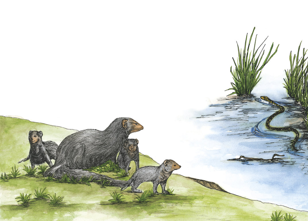 Wildlife In A City Pond