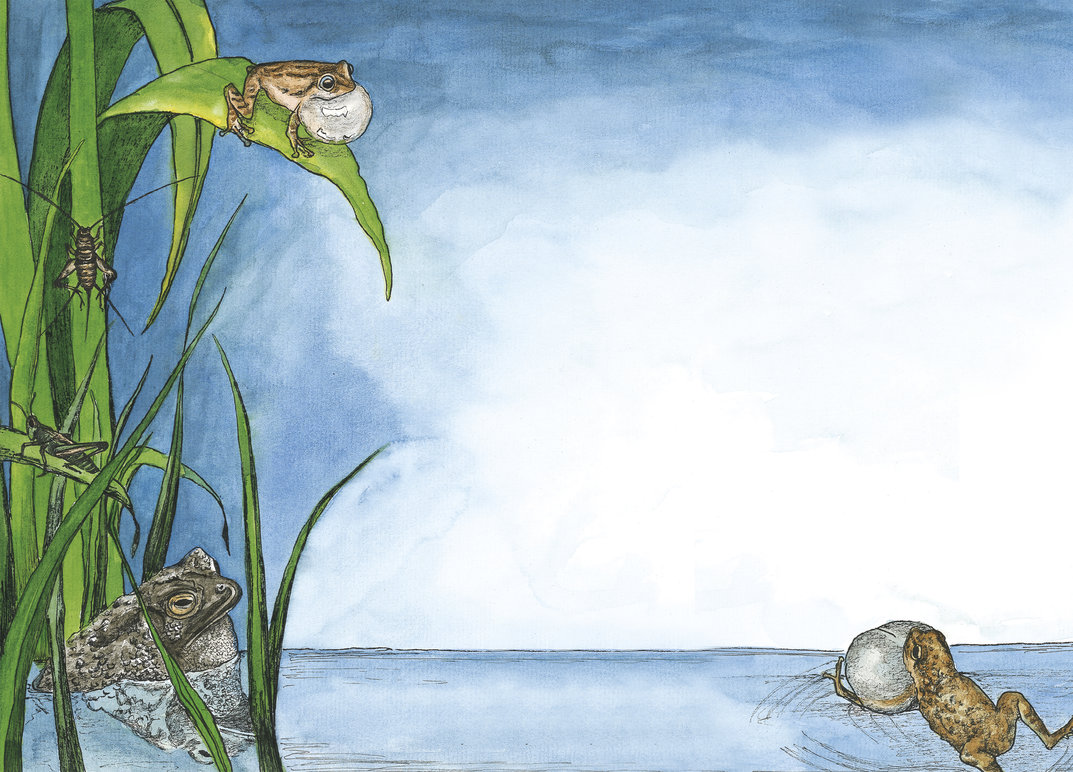 Wildlife In A City Pond