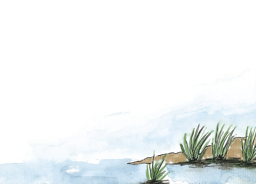 Wildlife In A City Pond
