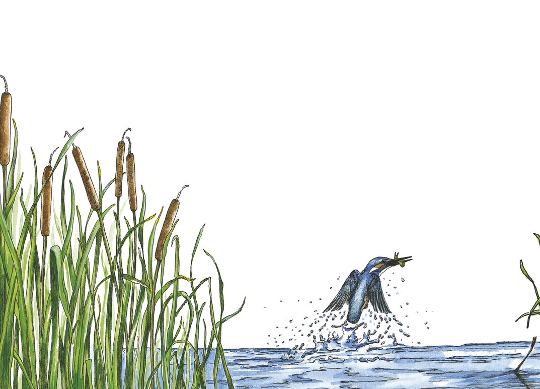 Wildlife In A City Pond