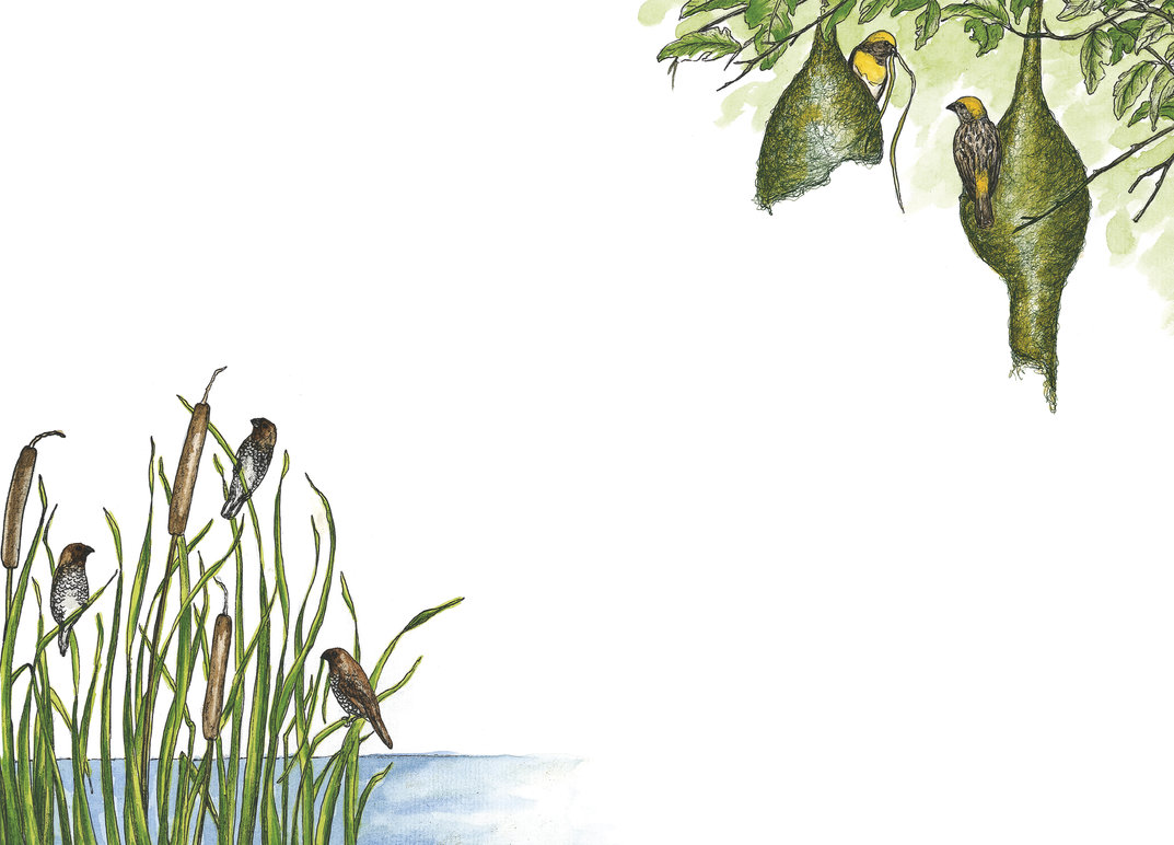 Wildlife In A City Pond