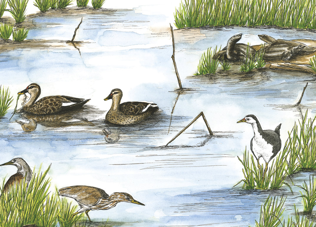 Wildlife In A City Pond