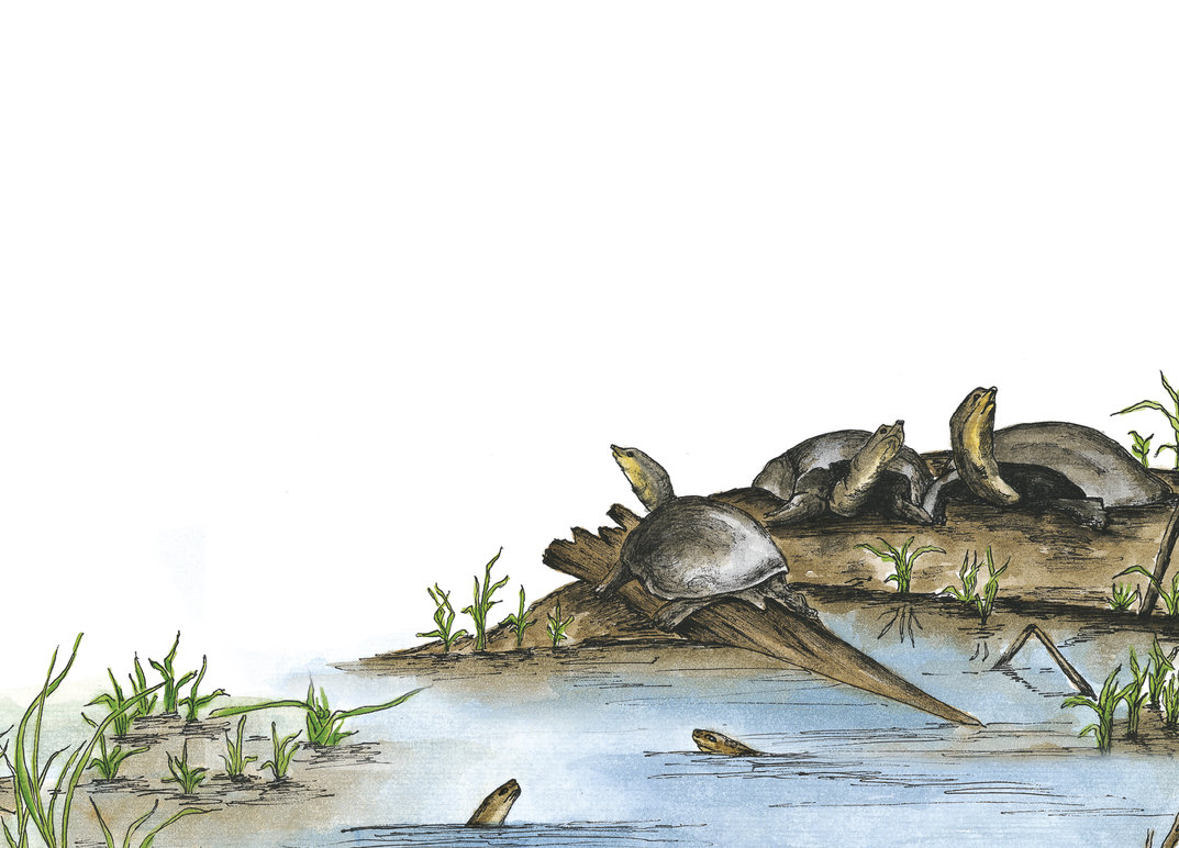 Wildlife In A City Pond